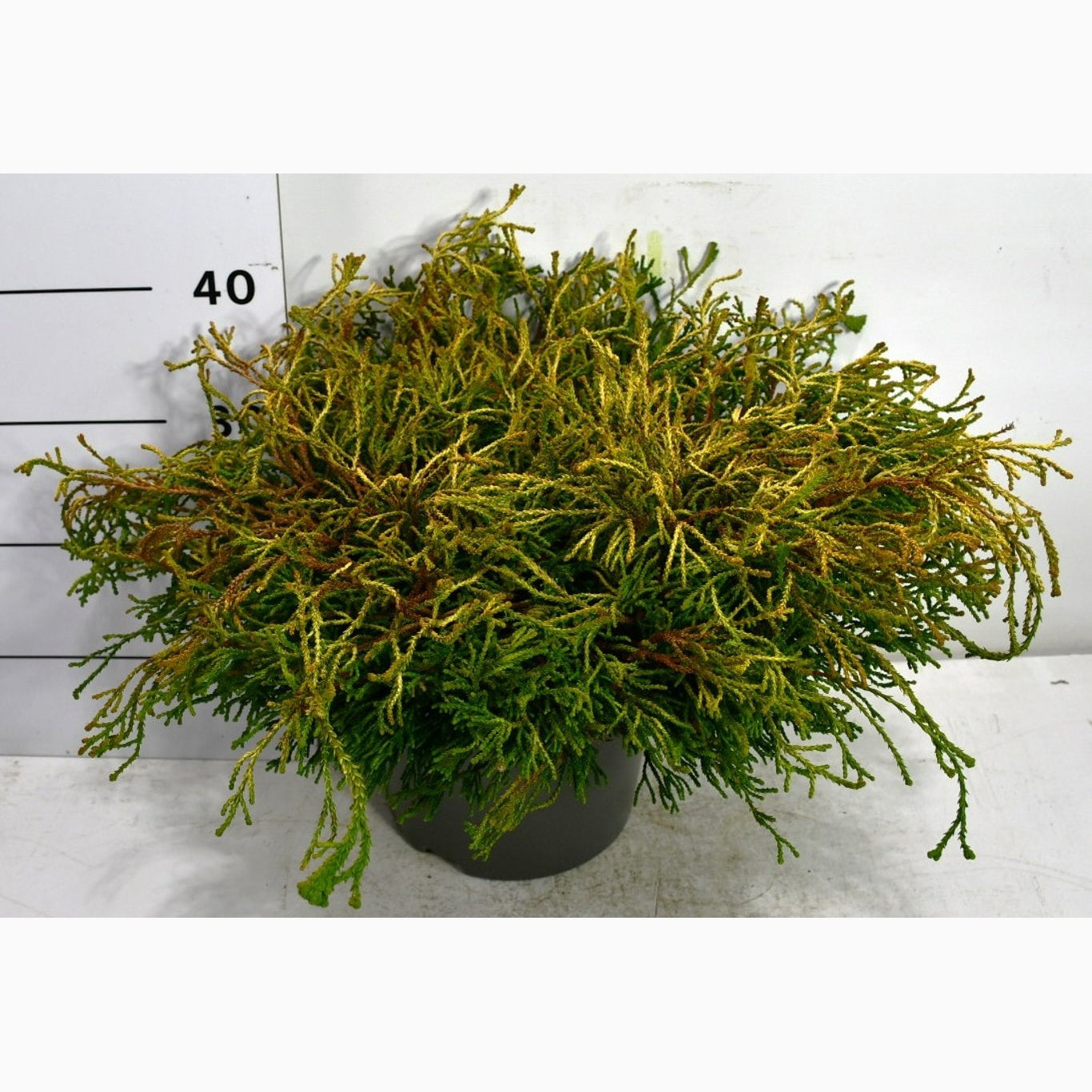 Ädelcypress – Chamaecyparis obtusa 'Gitte' - C7.5 50-60 CM